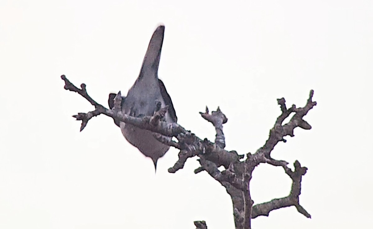 Iberian Gray Shrike - ML646362374