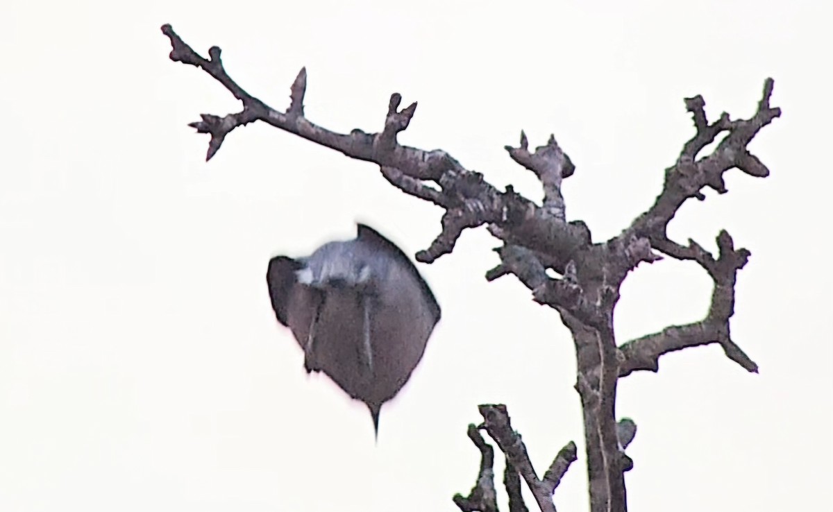 Iberian Gray Shrike - ML646362375