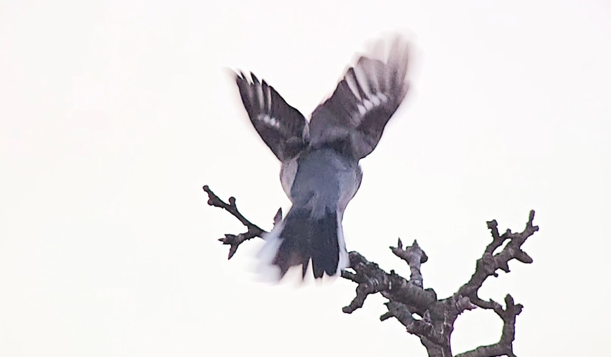 Iberian Gray Shrike - ML646362376