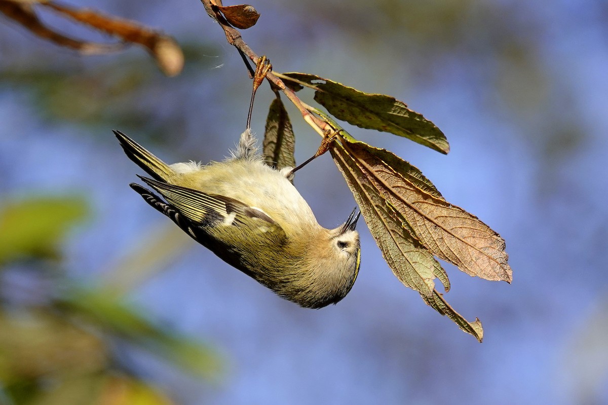 Goldcrest - ML646362377