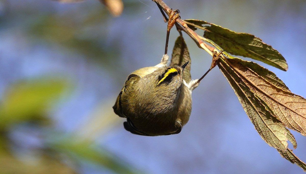 Goldcrest - ML646362378