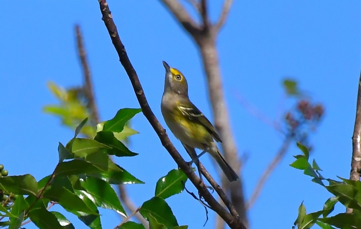 White-eyed Vireo - ML646362379