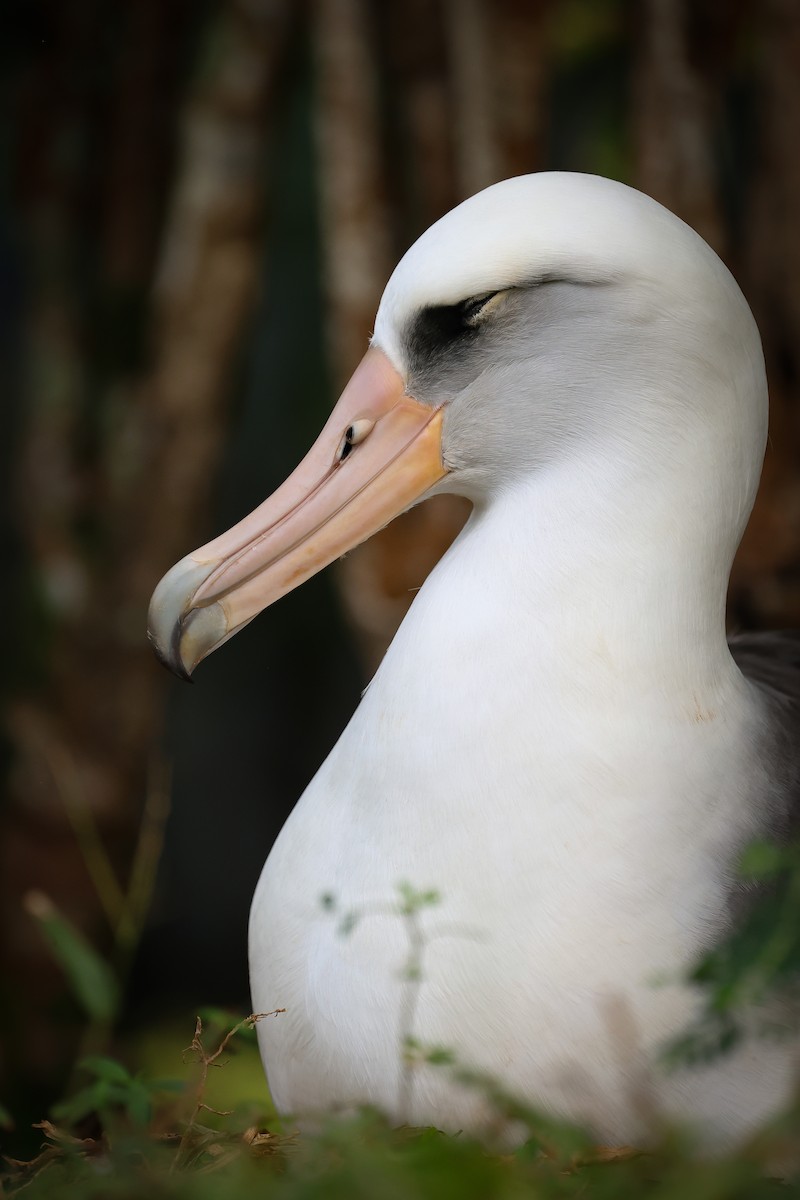 albatros laysanský - ML646362381