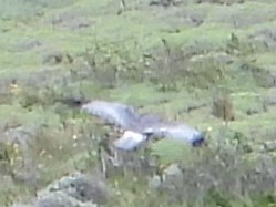 Cinereous Harrier - ML646362384