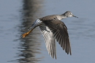 Küçük Sarıbacak - ML646362385