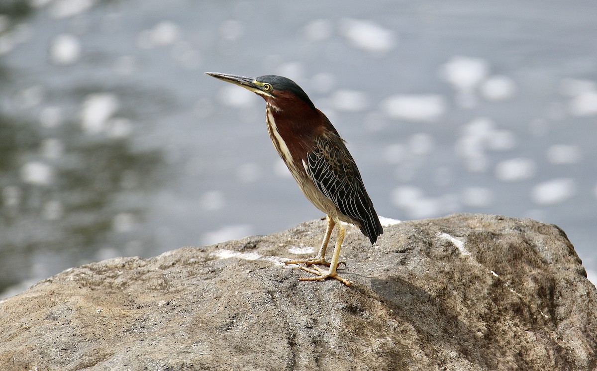 Green Heron - ML646362386