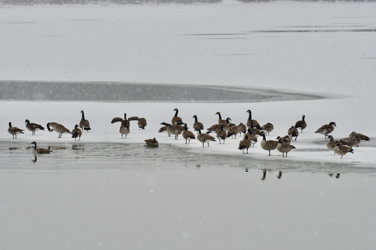 Bernache du Canada - ML646362389
