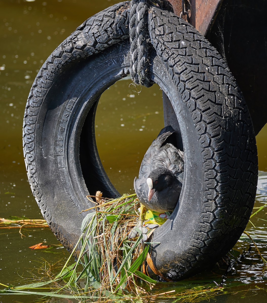 lyska černá - ML646362390