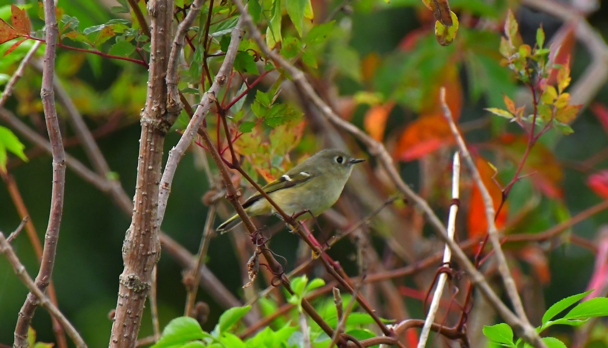 Ruby-crowned Kinglet - ML646362391