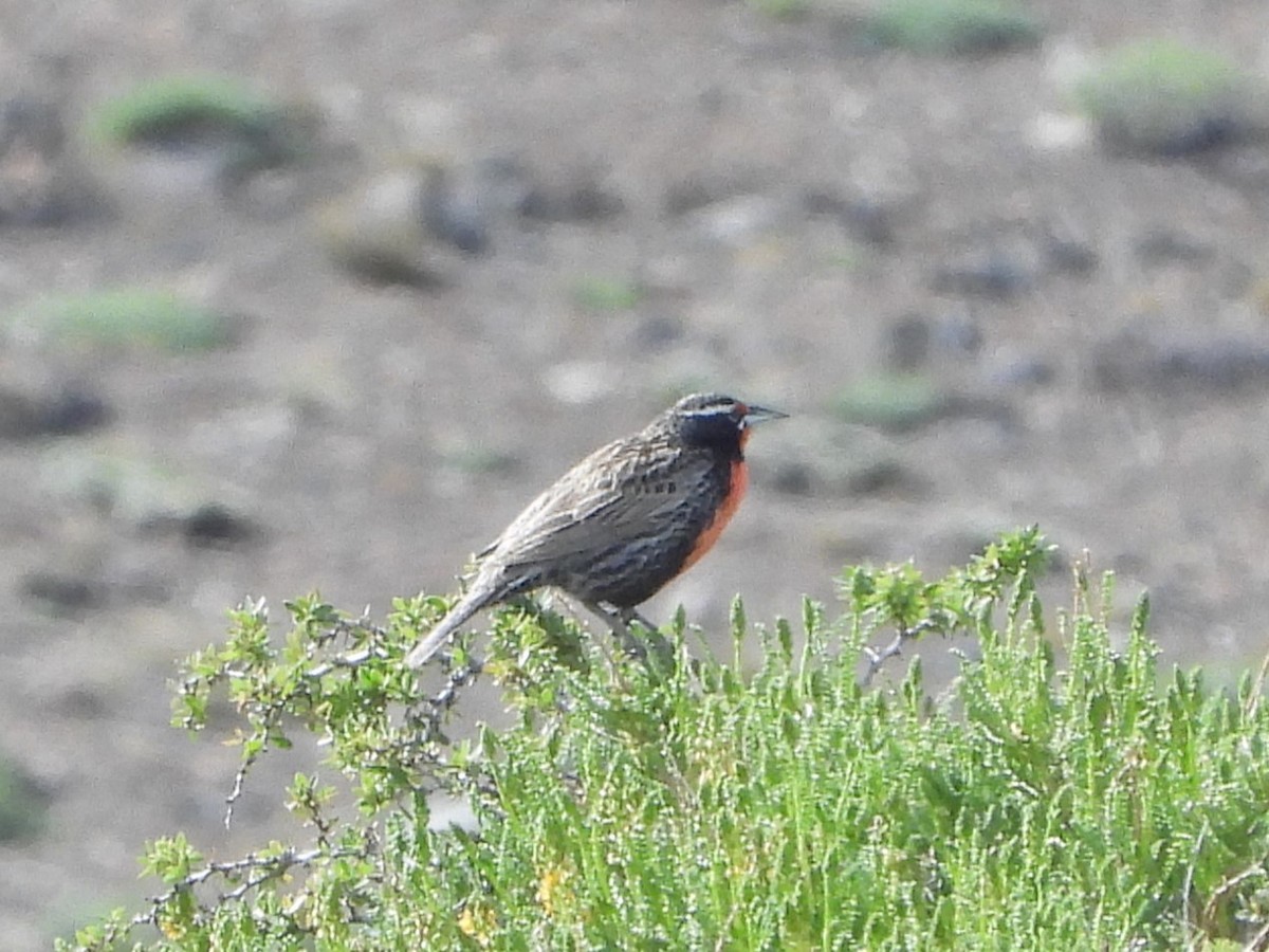 Long-tailed Meadowlark - ML646362393