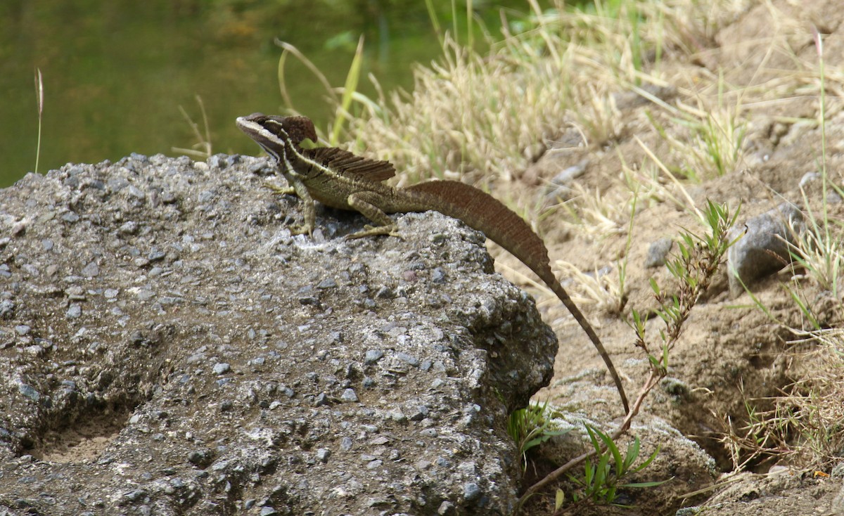 Animals - ML646362395