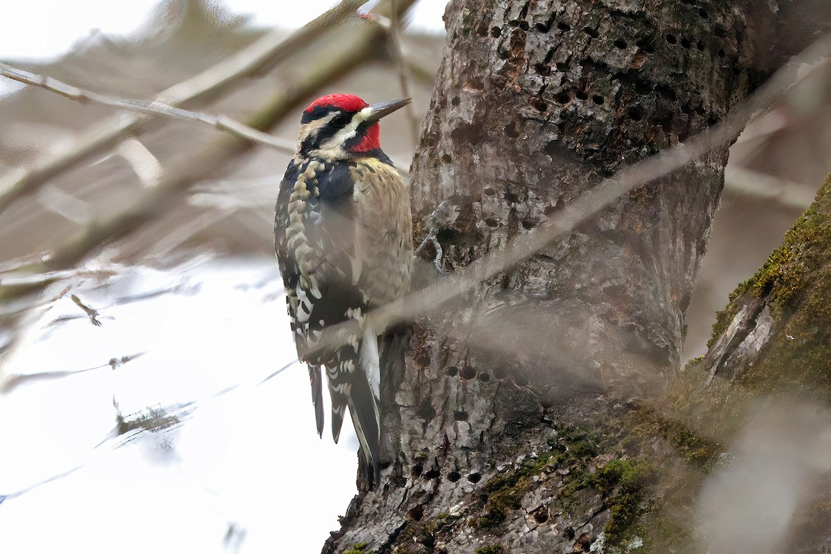 Yellow-bellied Sapsucker - ML646362396