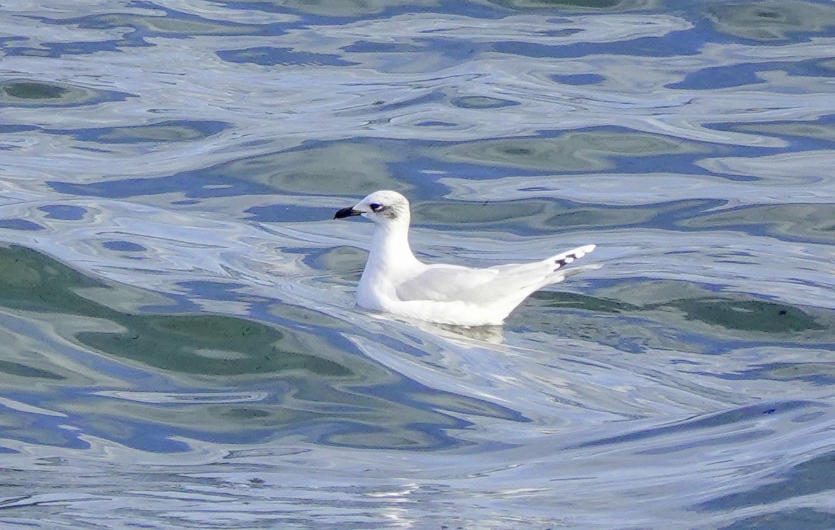 Mediterranean Gull - ML646362398