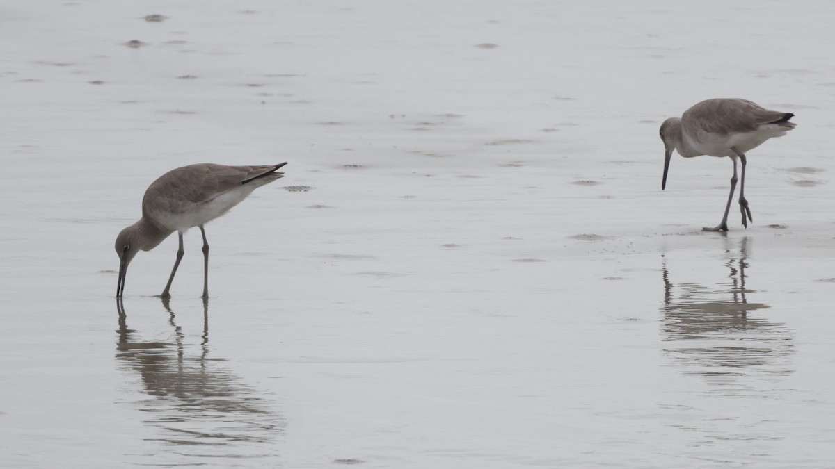 Willet (Western) - ML646362400
