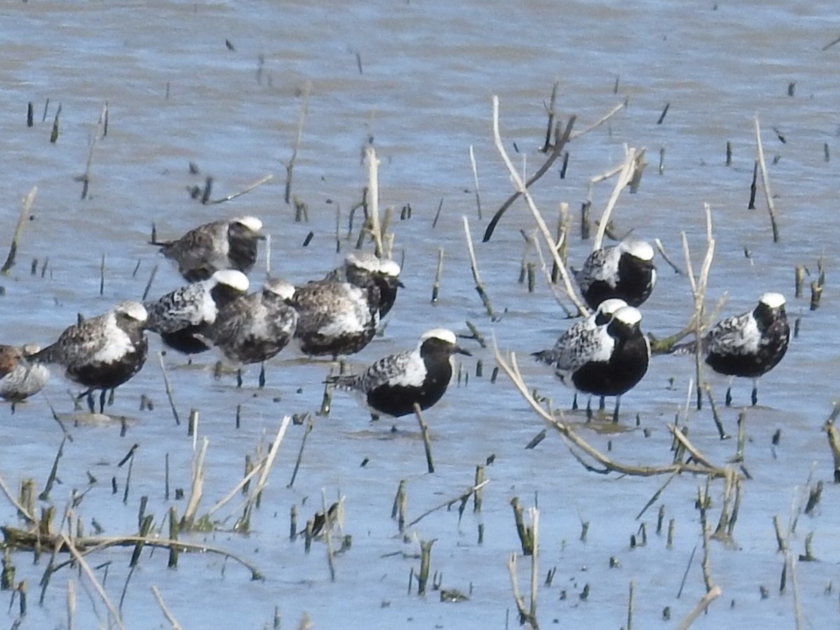 Chorlito Gris - ML646362403