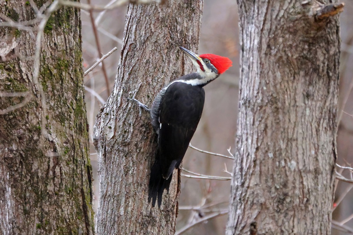 Pileated Woodpecker - ML646362408