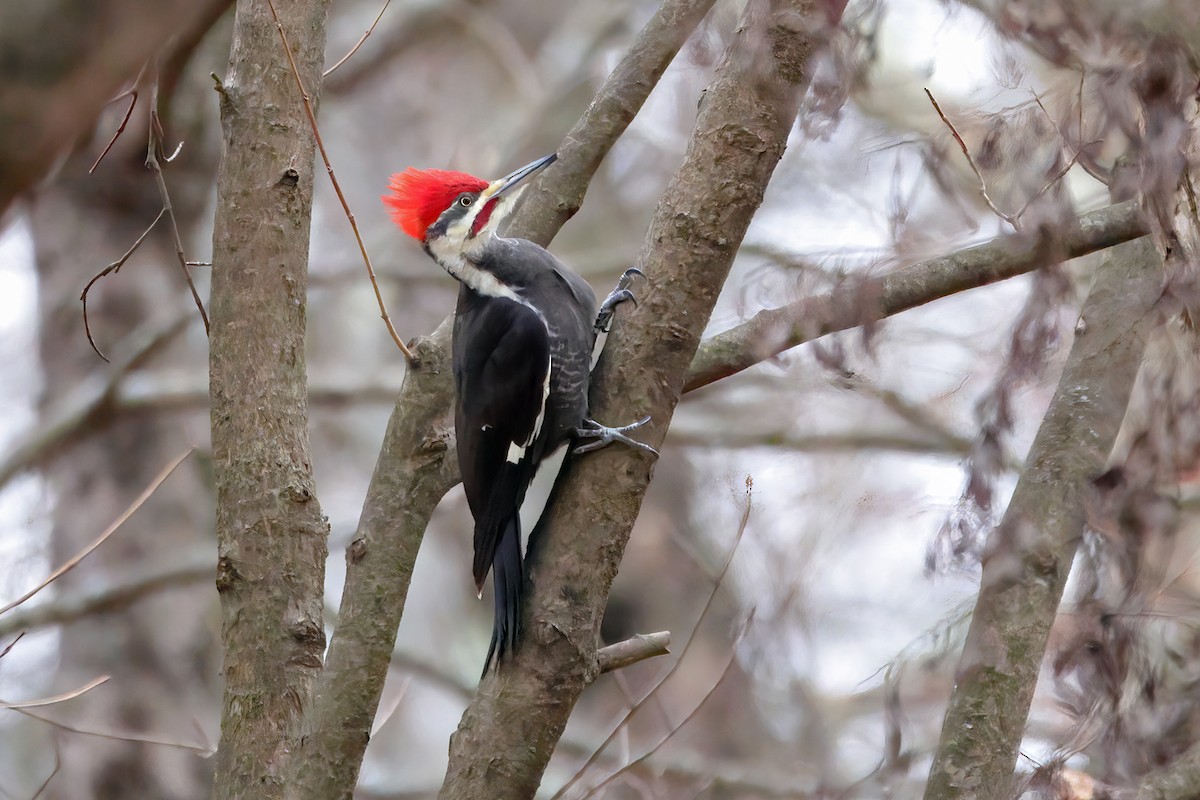 Pileated Woodpecker - ML646362409