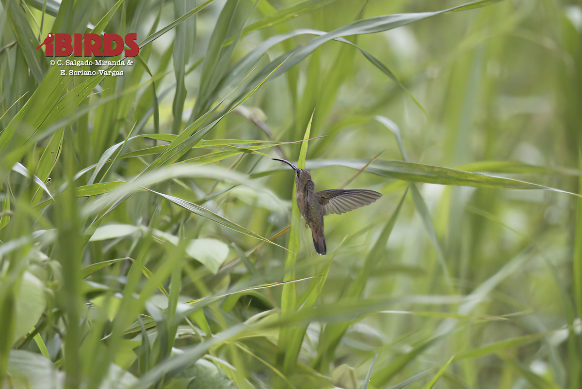 Bronzy Hermit - ML646362420