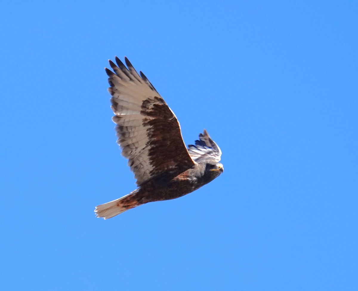 Ferruginous Hawk - ML646362421