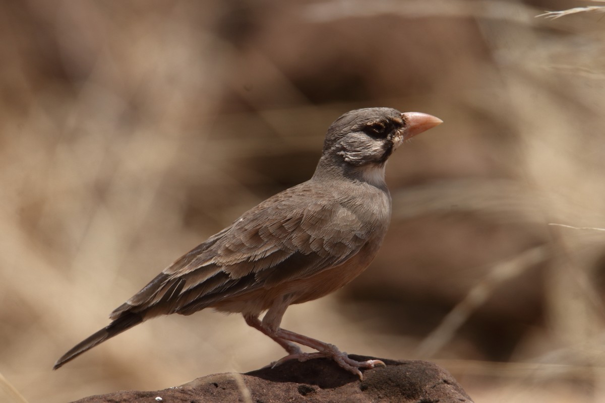 maskelerke - ML646362424