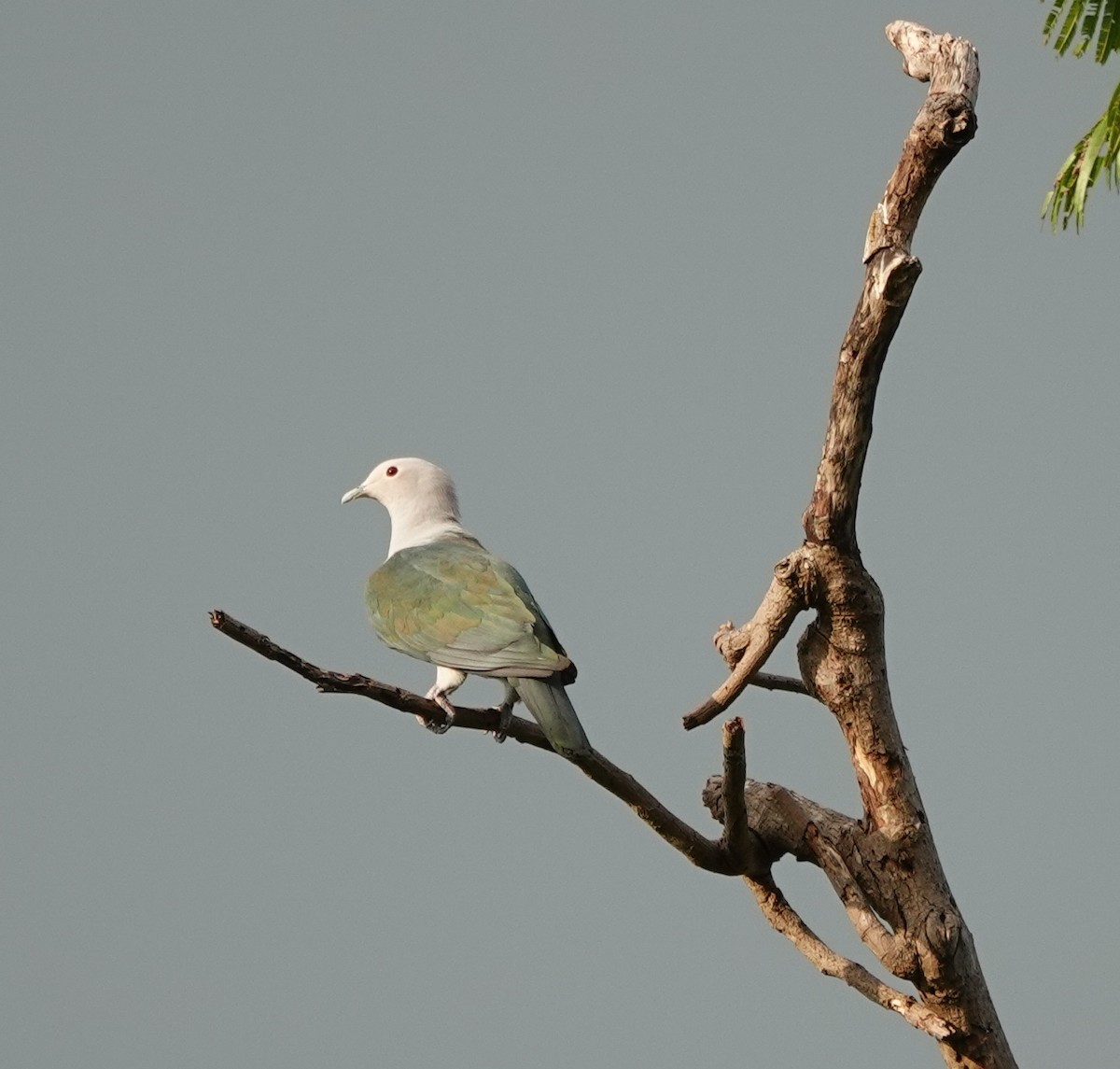 Бронзовый плодовый голубь - ML646362425