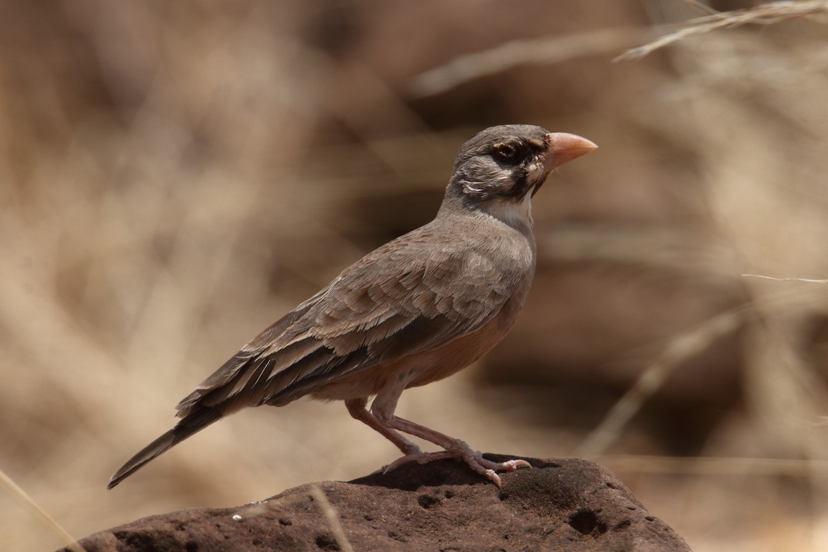 maskelerke - ML646362426