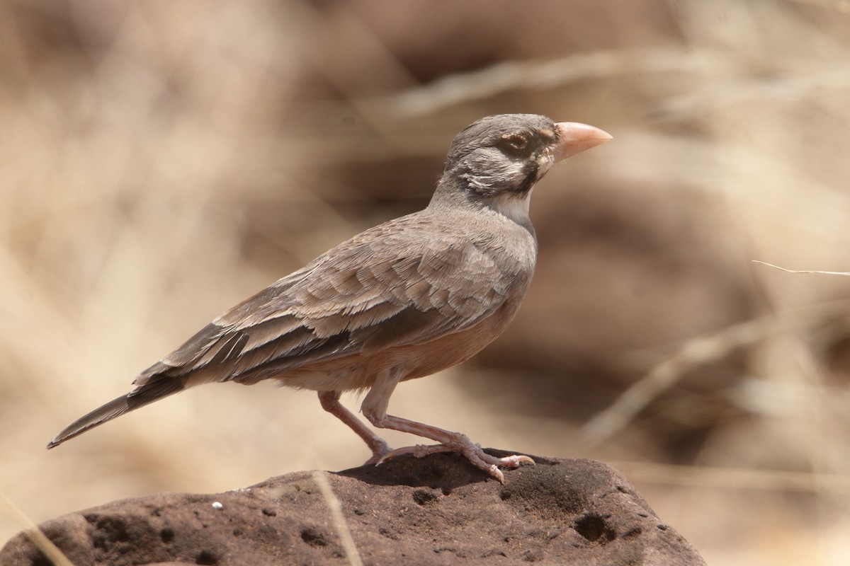 maskelerke - ML646362427