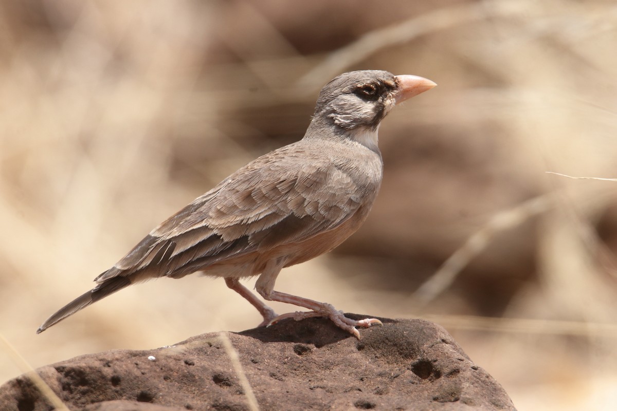 maskelerke - ML646362428