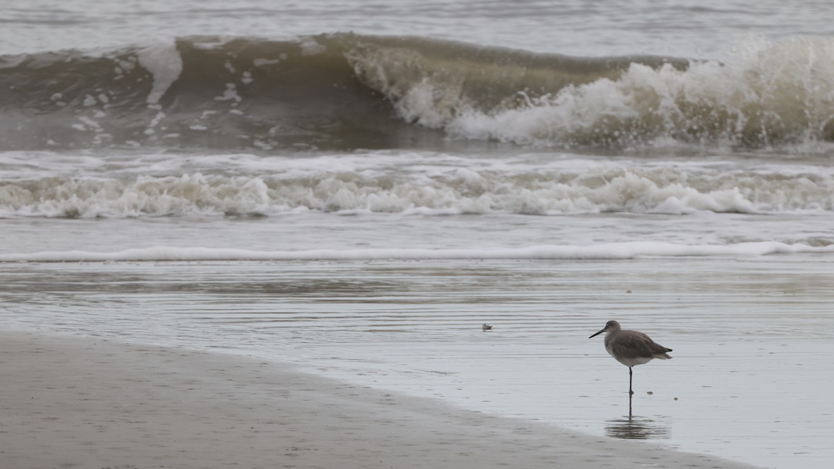 Willet (Western) - ML646362433