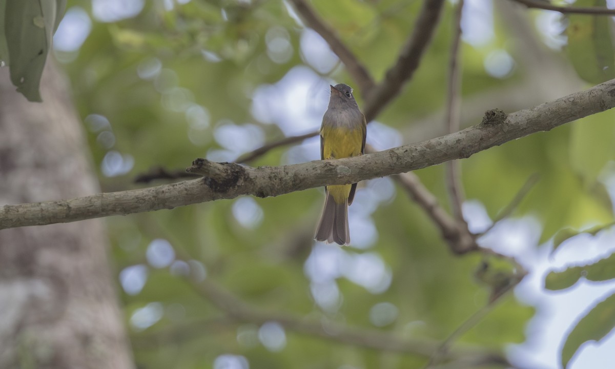 Gray-headed Canary-Flycatcher - ML646362436