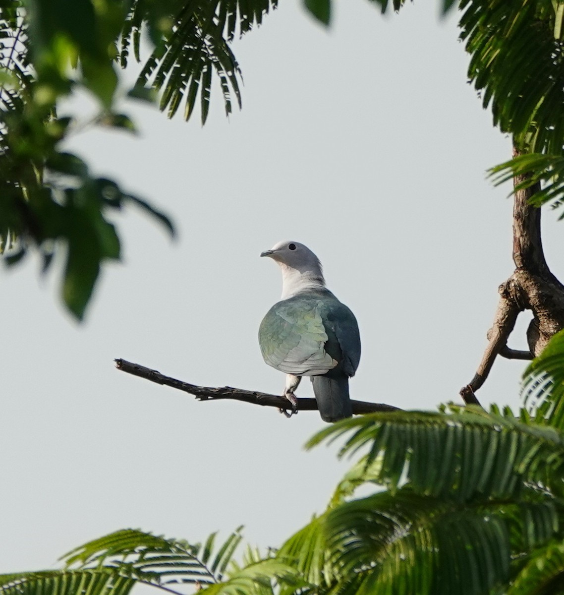 Бронзовый плодовый голубь - ML646362437