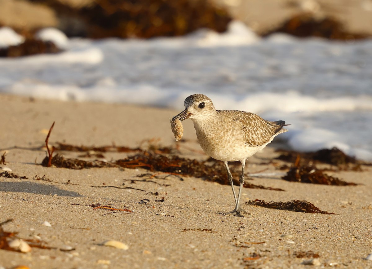 Gümüş Yağmurcun - ML646362438