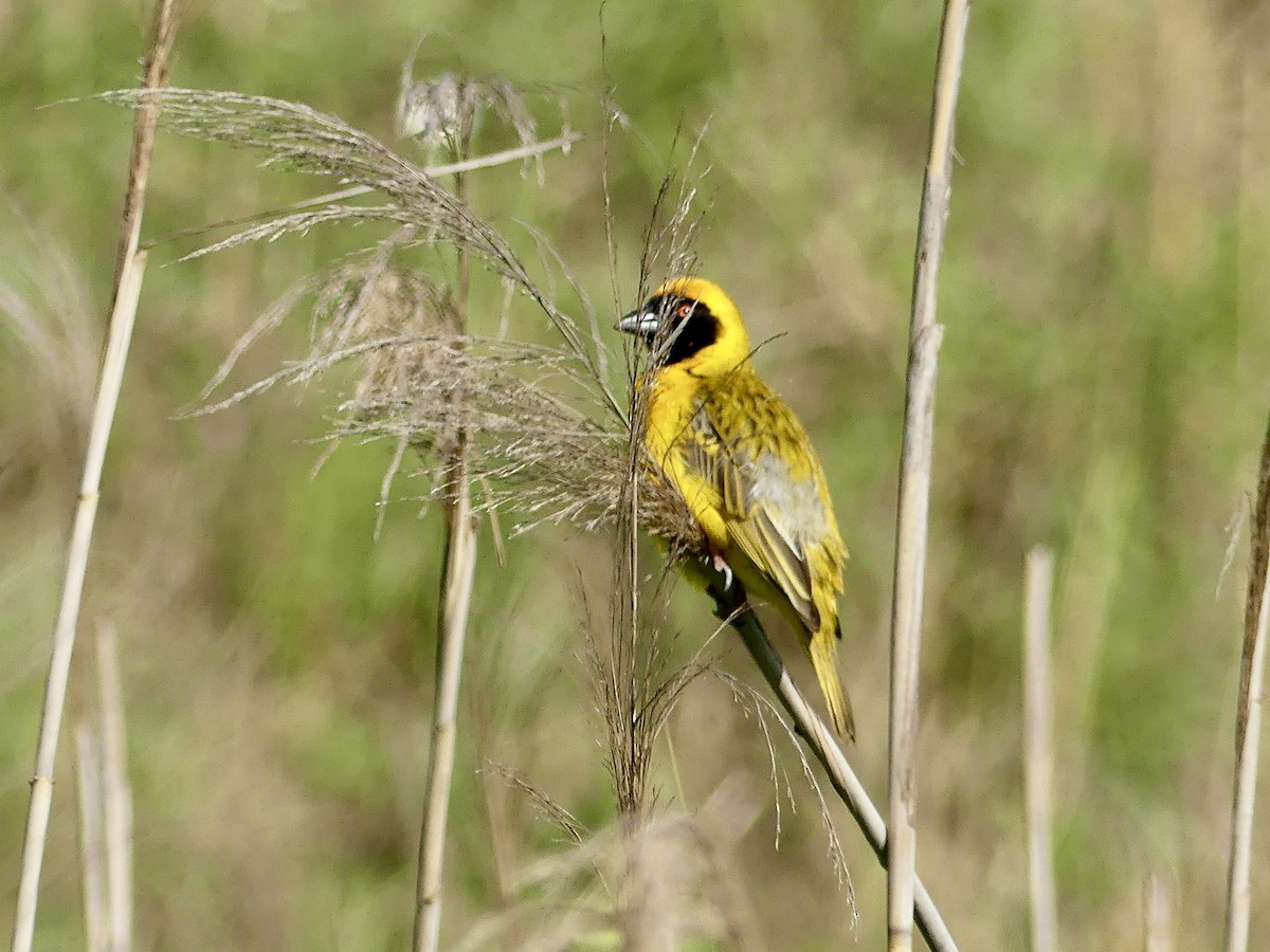 Güneyli Maskeli Dokumacı - ML646362440