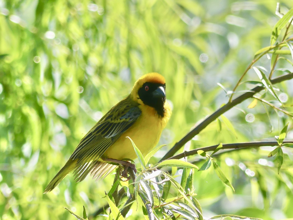 Güneyli Maskeli Dokumacı - ML646362442