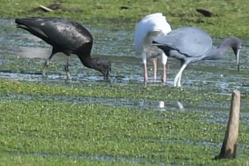 Çeltikçi - ML646362443