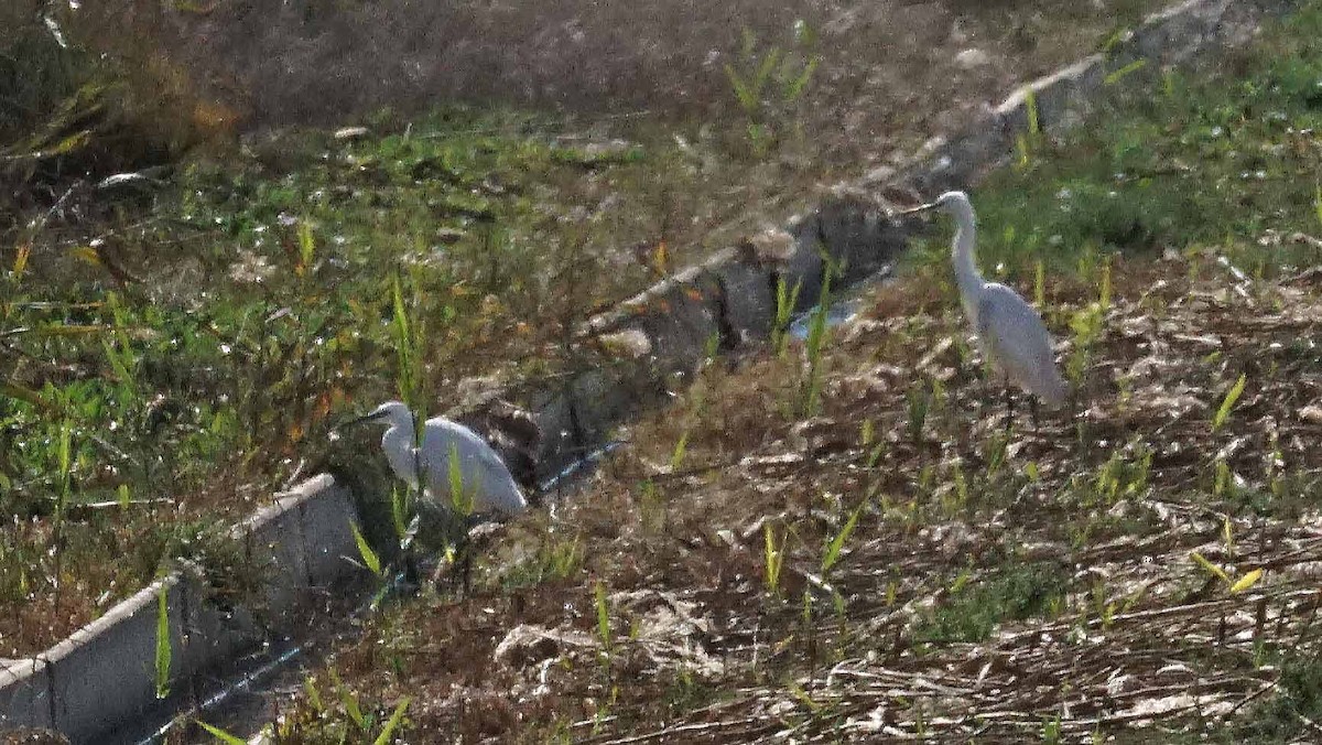 Küçük Ak Balıkçıl - ML646362445