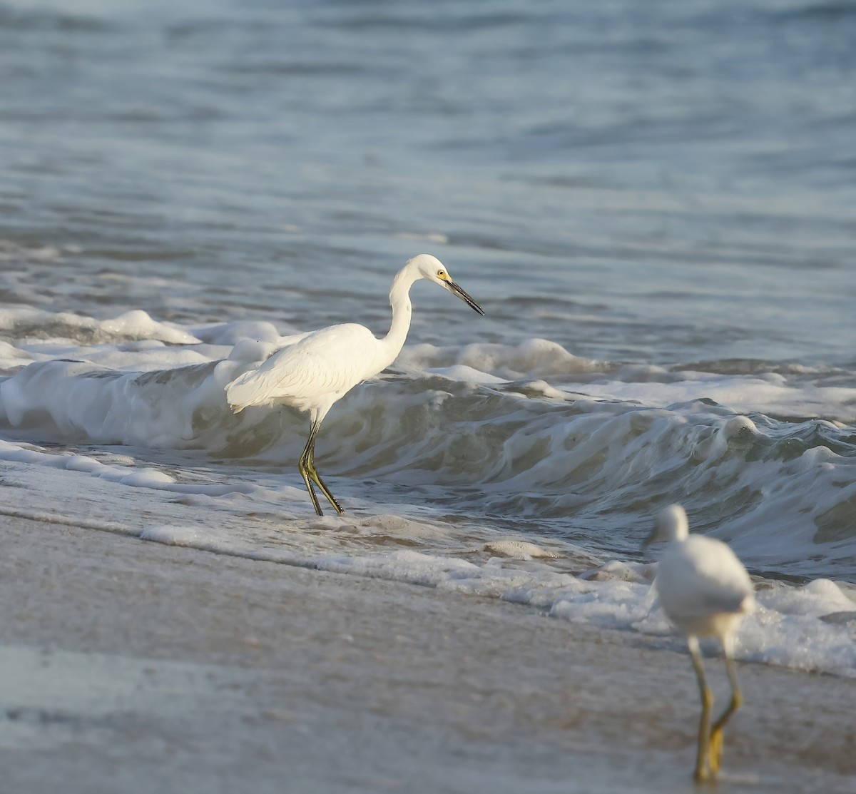 Karbeyaz Balıkçıl - ML646362447