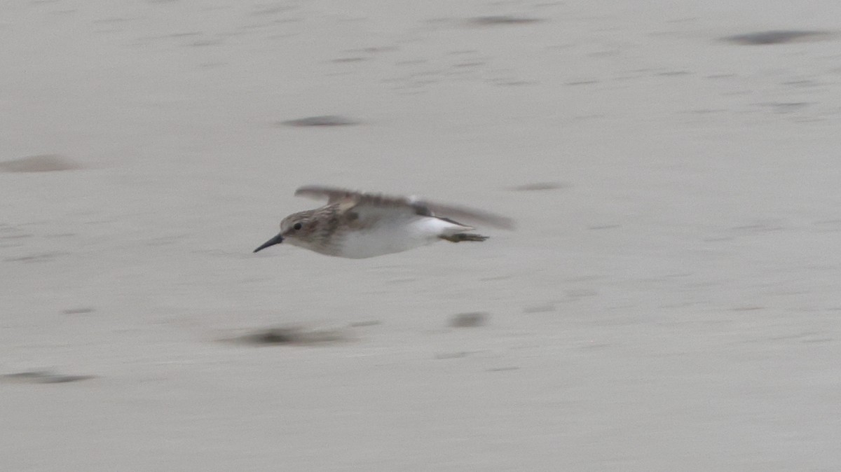 Cüce Kumkuşu - ML646362450