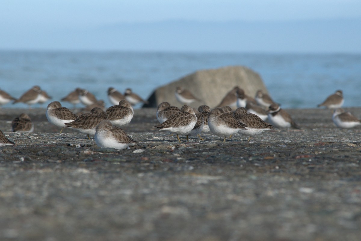 Cüce Kumkuşu - ML646362451