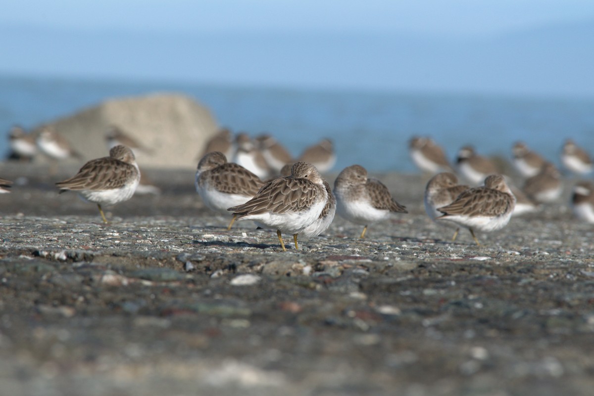 Cüce Kumkuşu - ML646362452