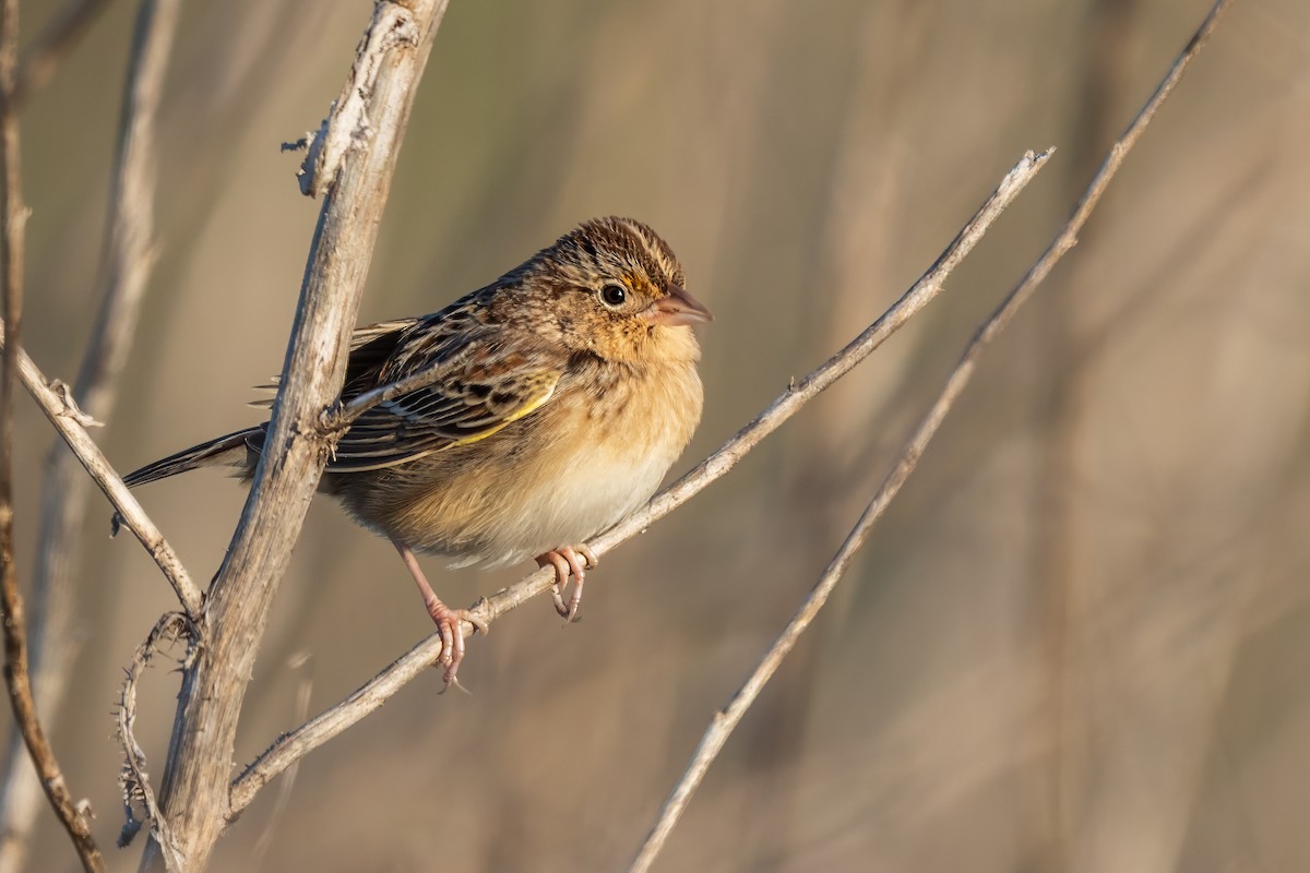 Grasshopper Sparrow - ML646362454