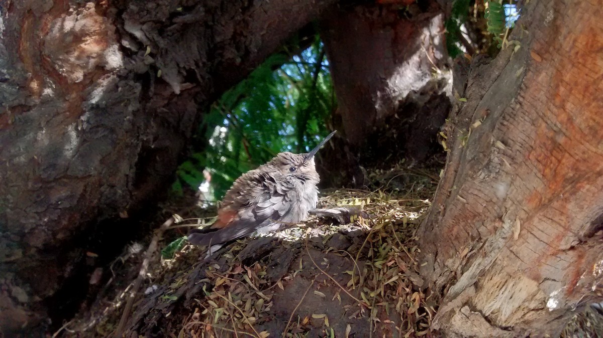 Atakama Çölyıldızı - ML646362456