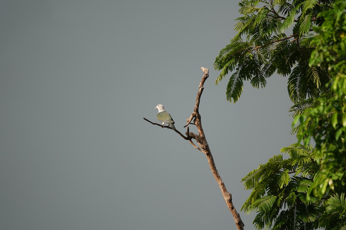 Yeşil Has Güvercin - ML646362457