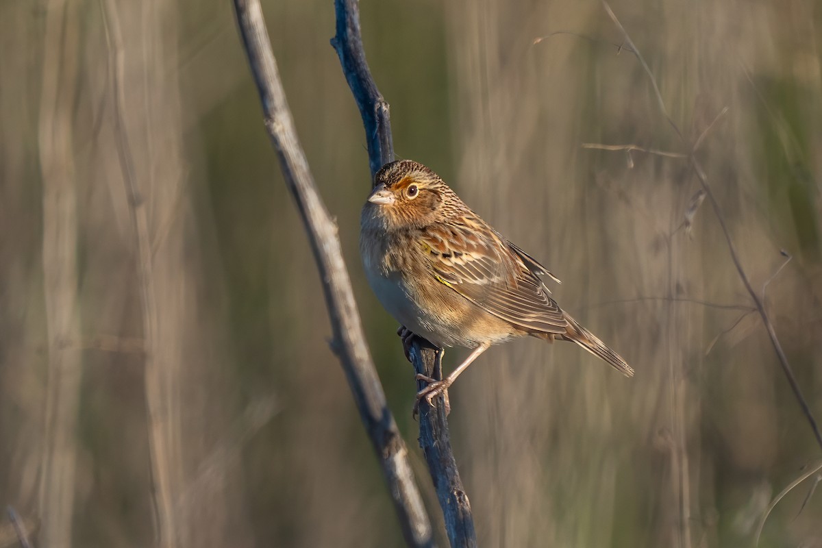 Grasshopper Sparrow - ML646362458