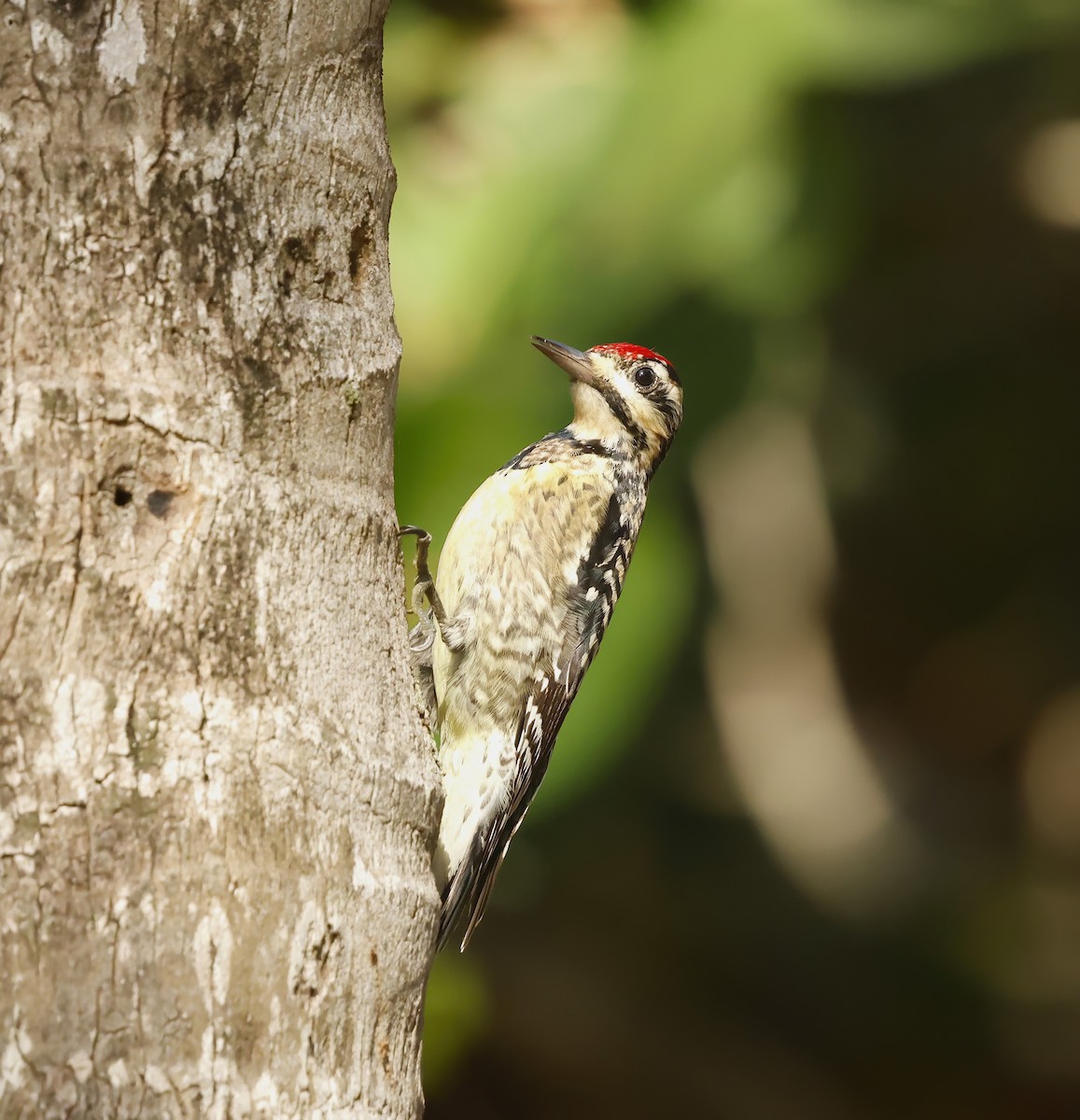 Sarı Karınlı Ağaçkakan - ML646362460