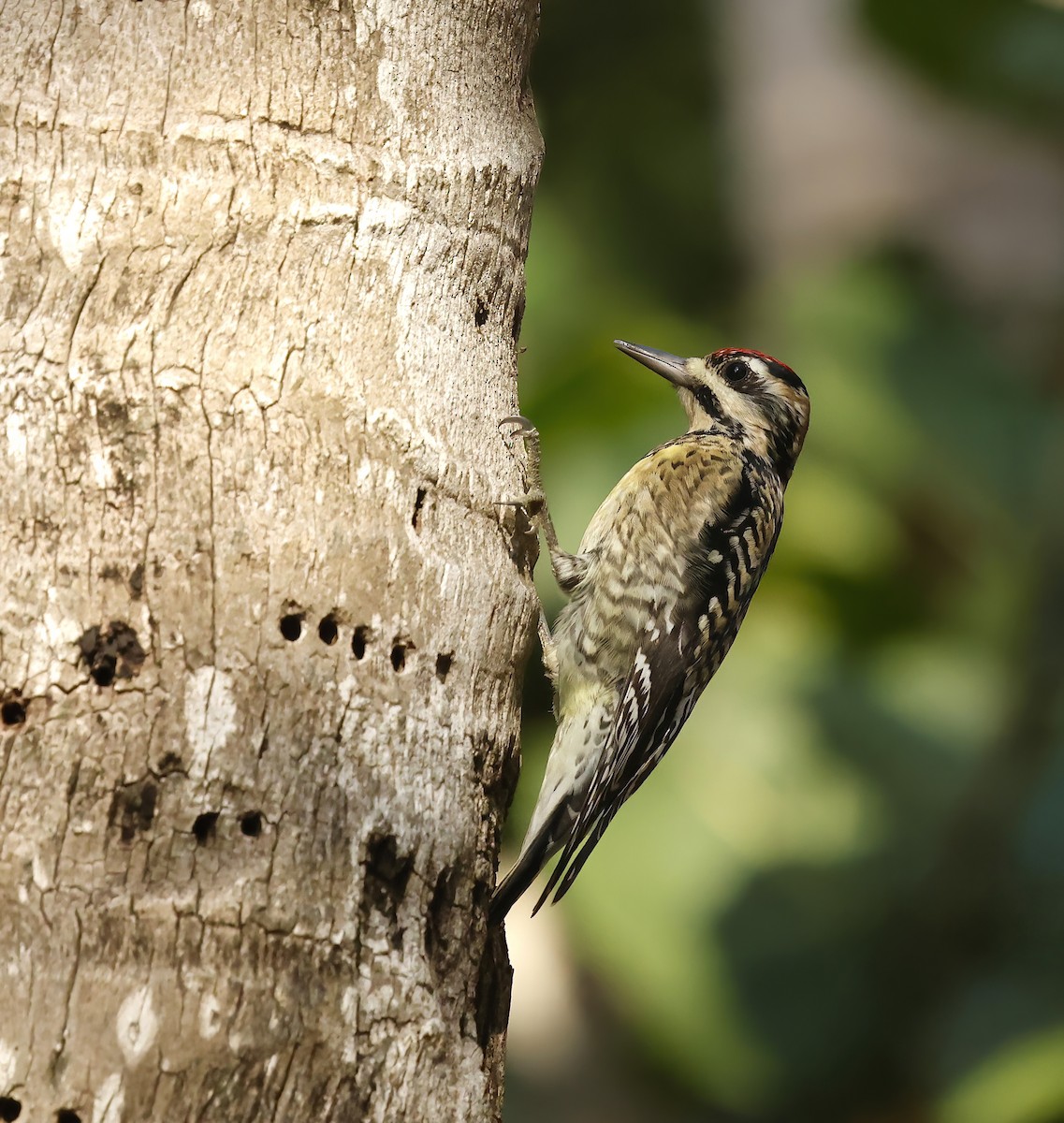 Sarı Karınlı Ağaçkakan - ML646362461