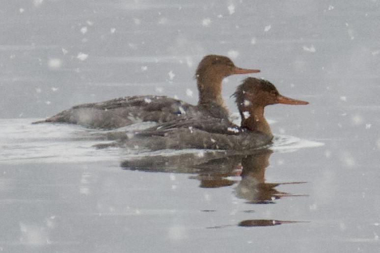 Tarakdiş - ML646362463