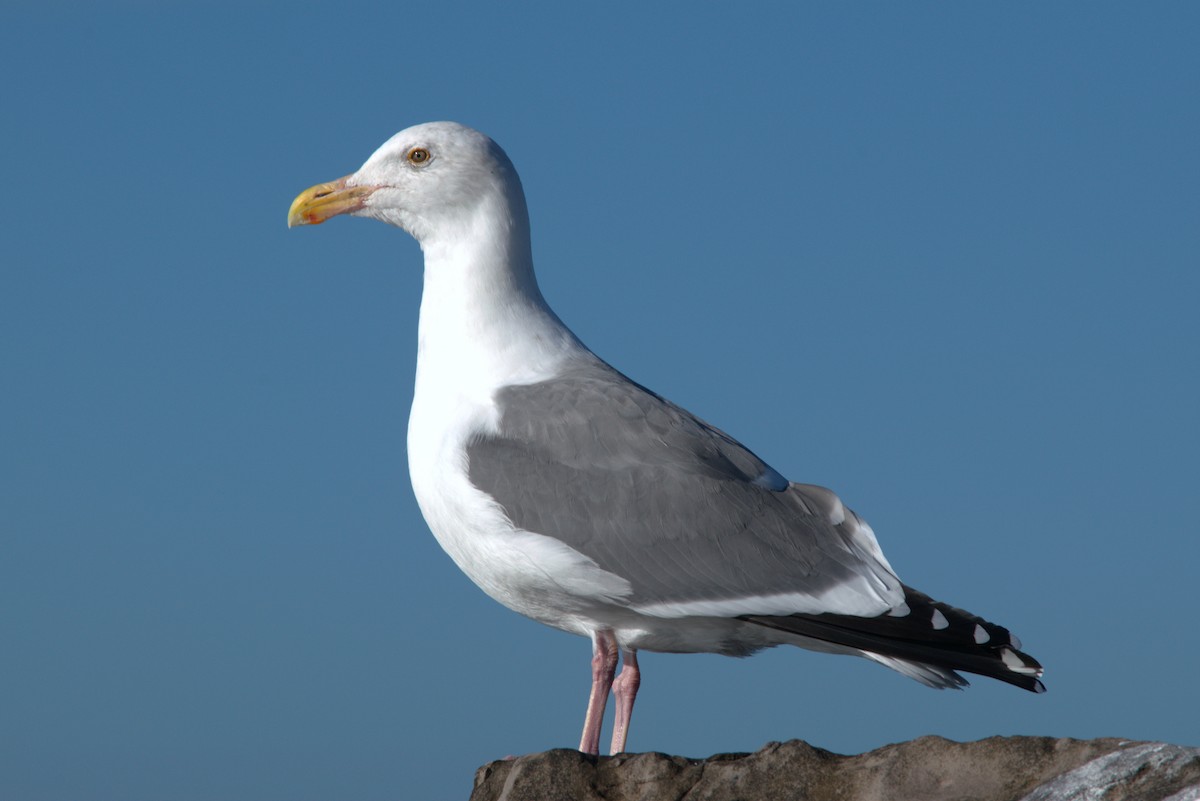 Batı Amerika Martısı - ML646362467