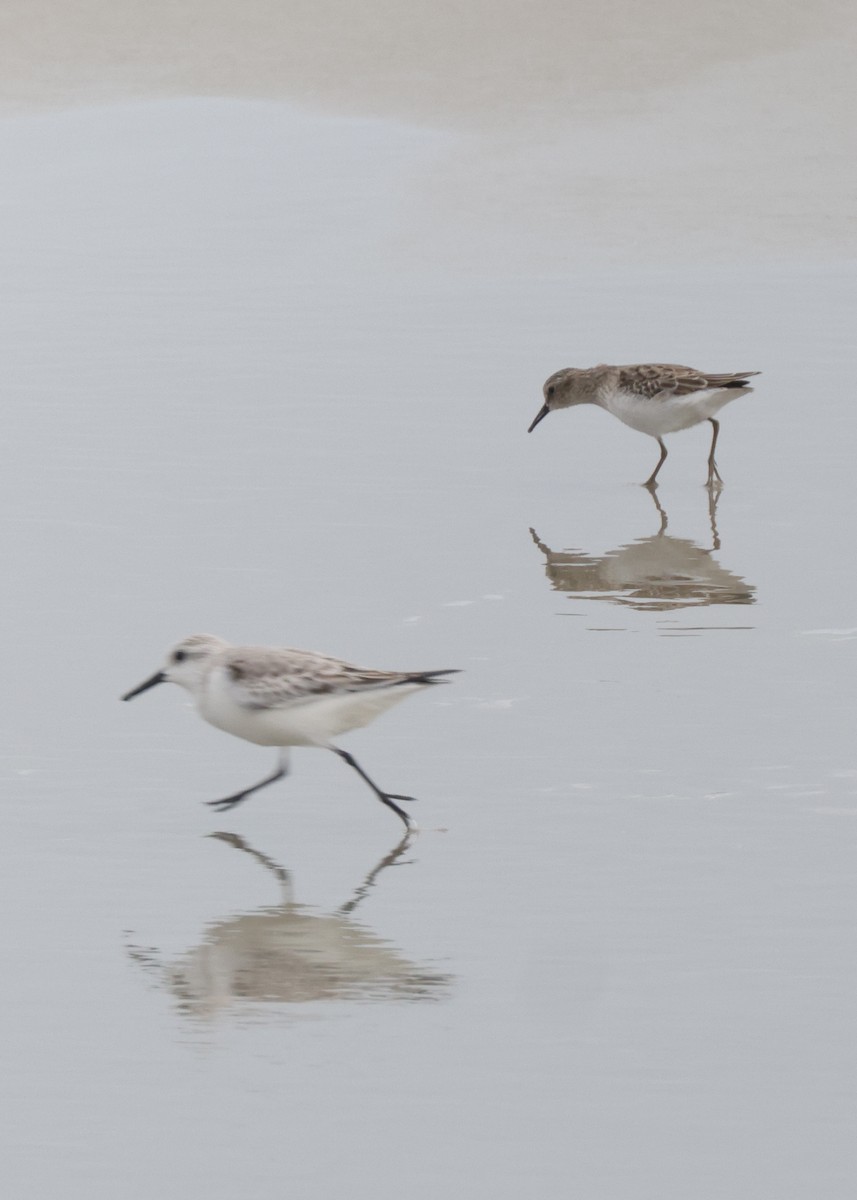 Cüce Kumkuşu - ML646362468