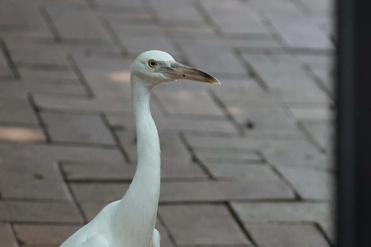 Pasifik Kıyı Balıkçılı - ML646362471